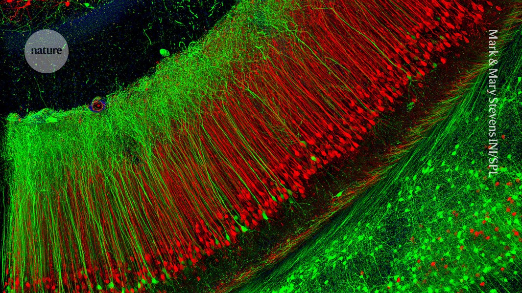 Mice study reveals sleep phases for memory retention; Early-career scientists achieve high citation counts; AI advancements aid in deciphering ancient texts